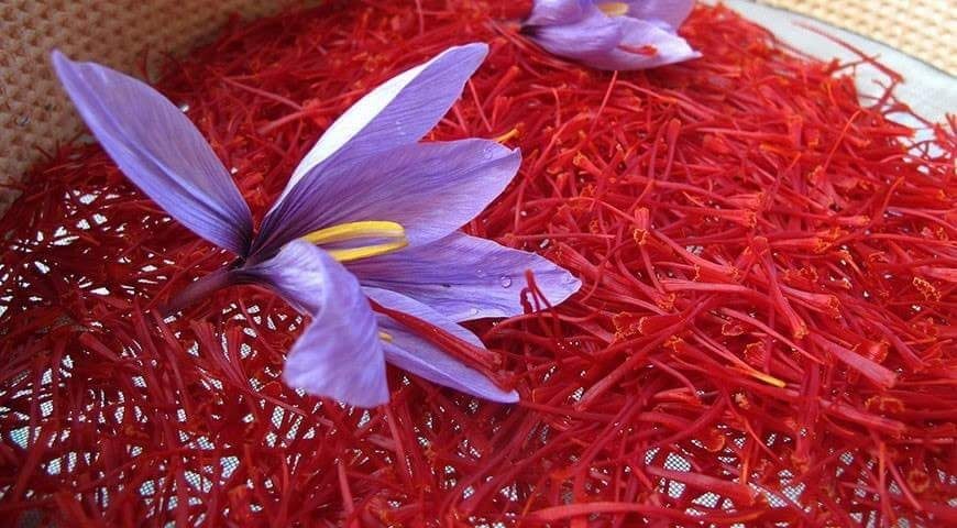 Công dụng của nhụy hoa nghệ tây - saffron